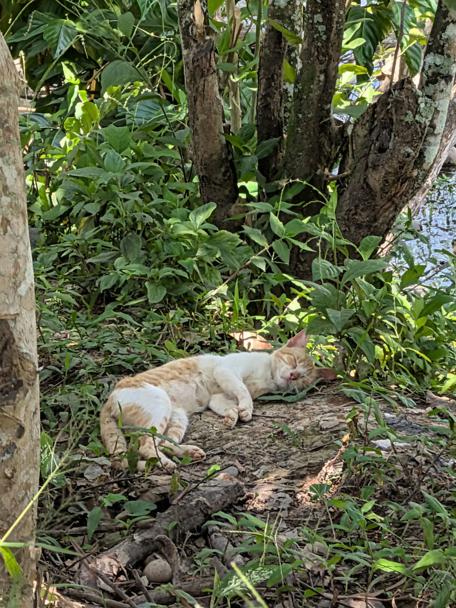 Rest area at Florido Amazon