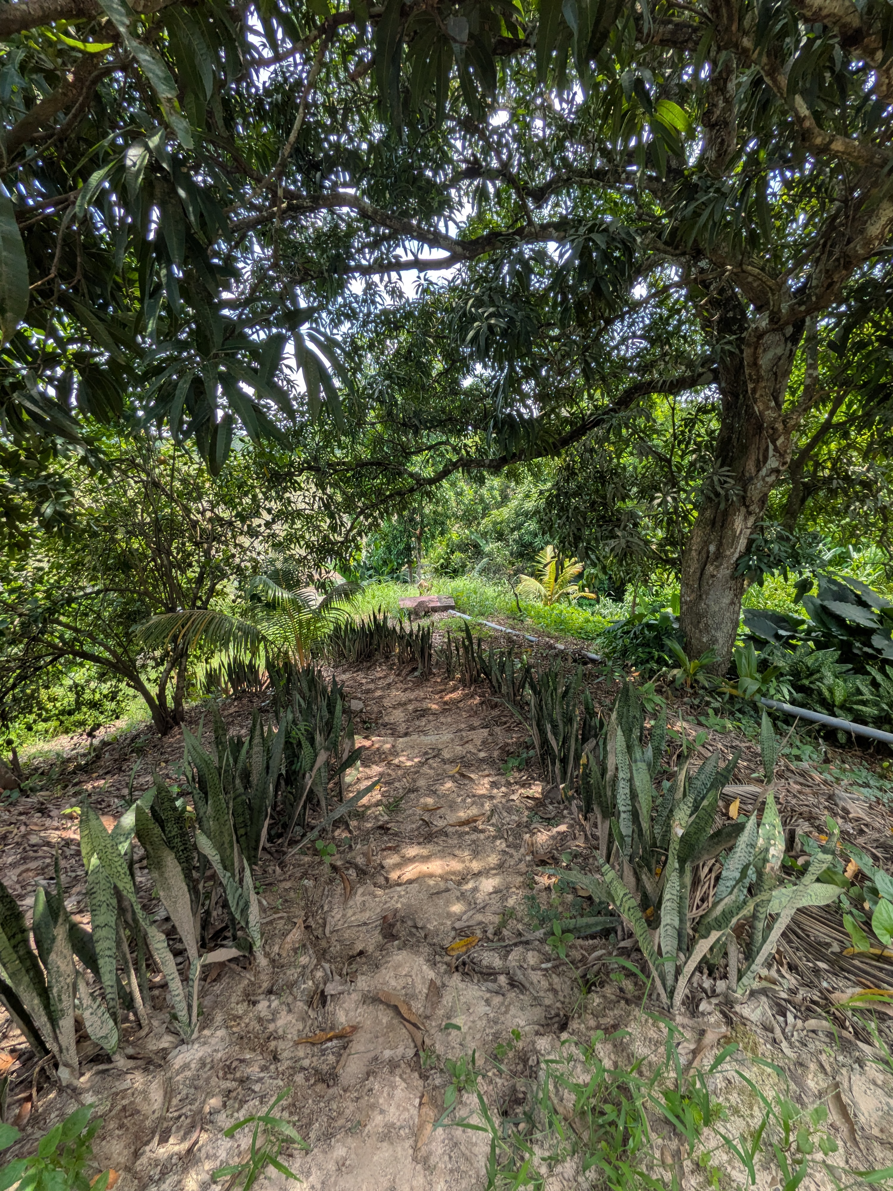 Florido Amazon garden path