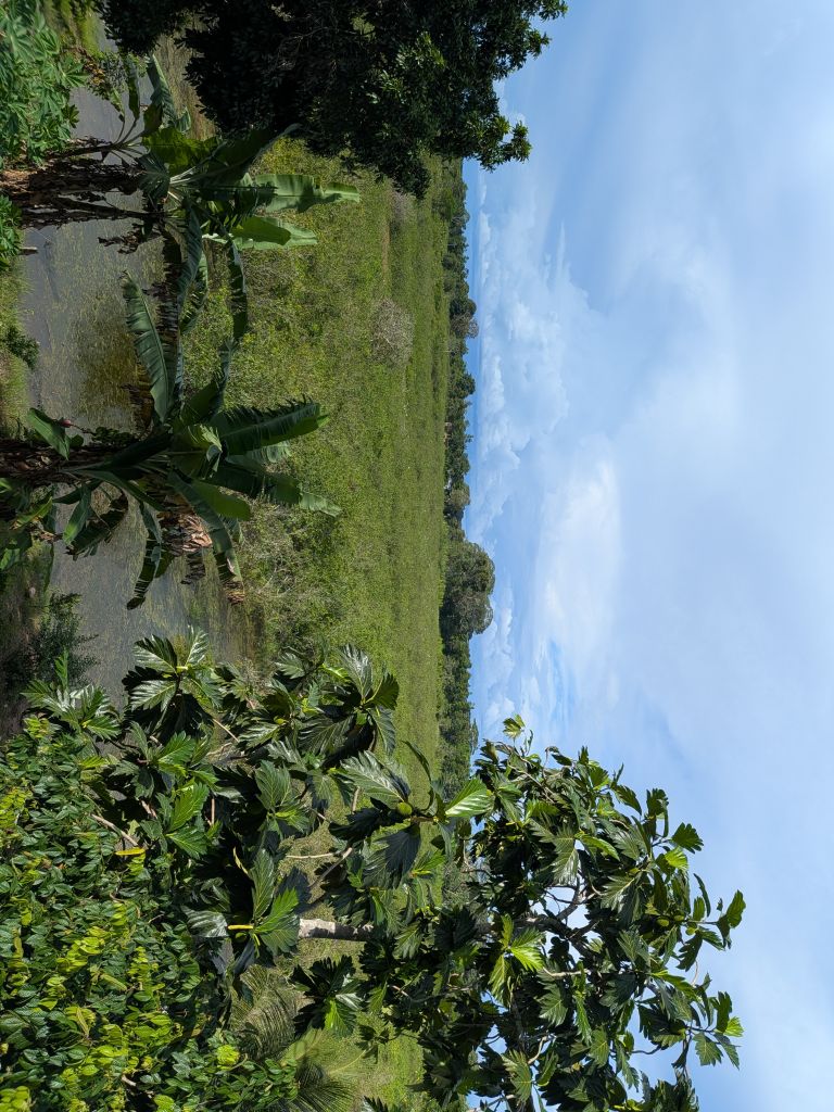 Food and daily life at Florido Amazon